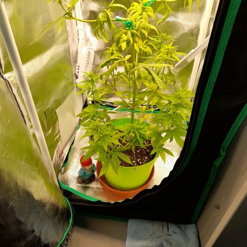 Royal Runtz  growlog timeline photo