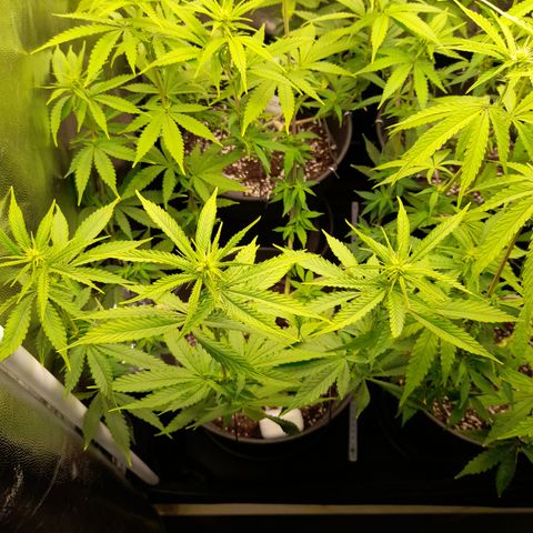Fat Gorilla  growlog timeline photo