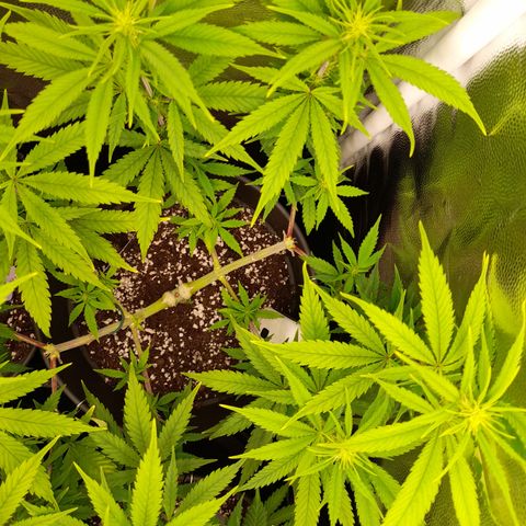 Pink Runtz  growlog timeline photo