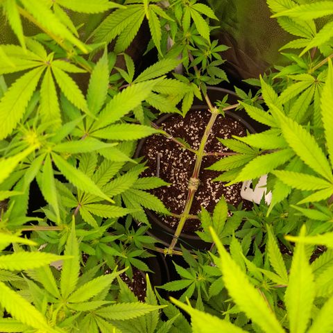 Sherbet Queen  growlog timeline photo
