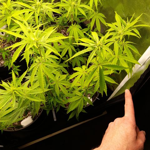 Green Gelato  growlog timeline photo