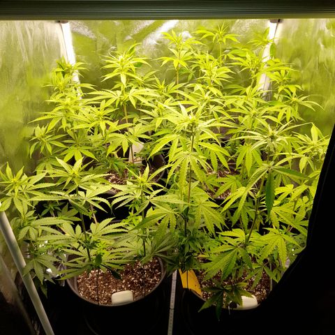 Fat Gorilla  growlog timeline photo
