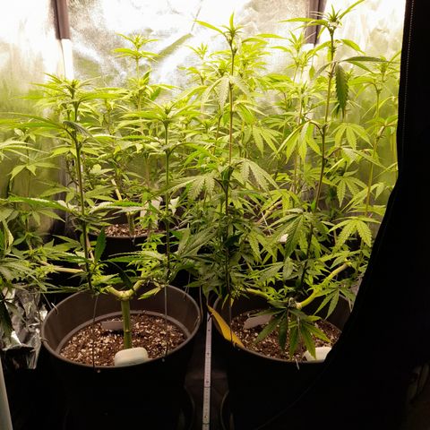 Fat Gorilla  growlog timeline photo