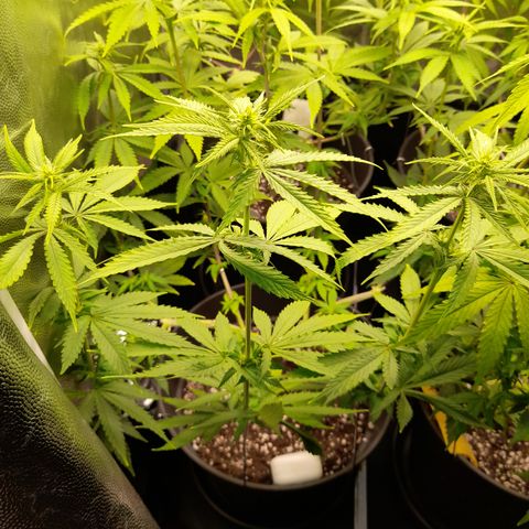 Fat Gorilla  growlog timeline photo