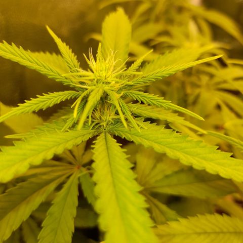 Fat Gorilla  growlog timeline photo
