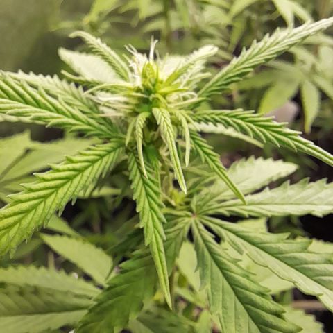 Fat Gorilla  growlog timeline photo