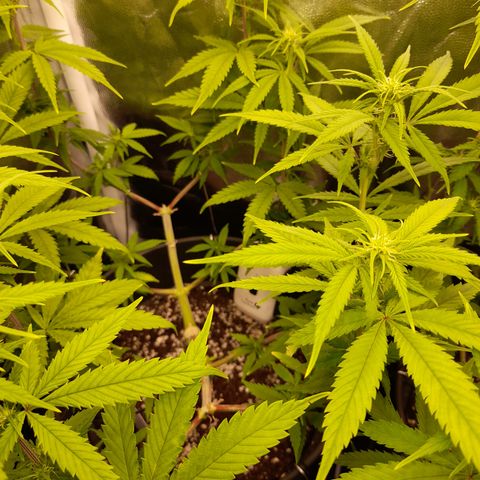 Pink Runtz  growlog timeline photo