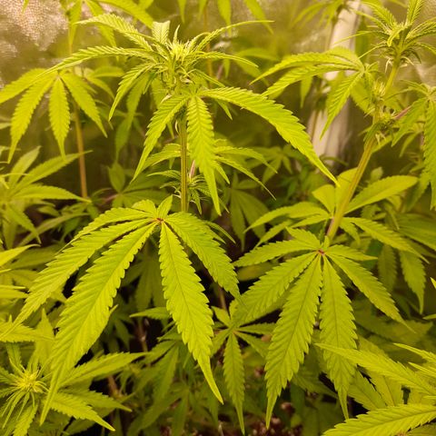 Sherbet Queen  growlog timeline photo