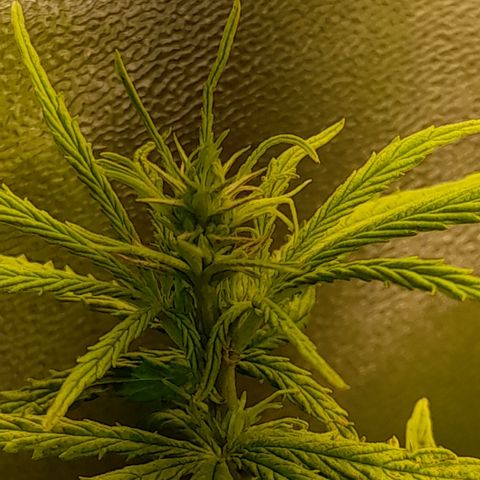 Royal Runtz  growlog timeline photo
