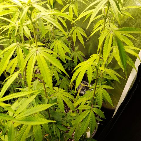 Fat Gorilla  growlog timeline photo