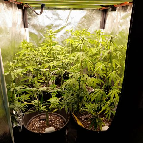 Fat Gorilla  growlog timeline photo