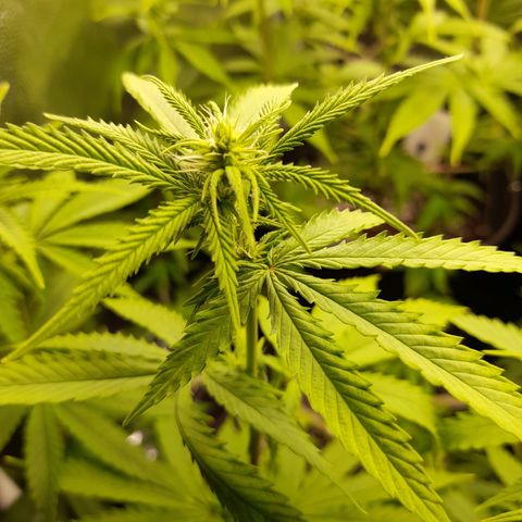 Fat Gorilla  growlog timeline photo