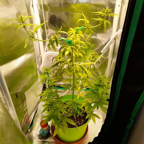 Royal Runtz  growlog timeline photo
