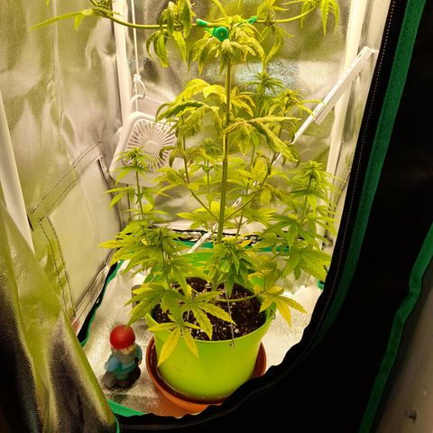 Royal Runtz  growlog timeline photo