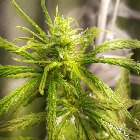 Royal Runtz  growlog timeline photo