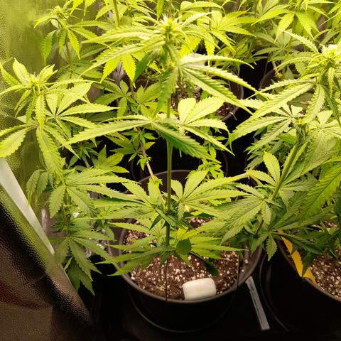 Fat Gorilla  growlog timeline photo