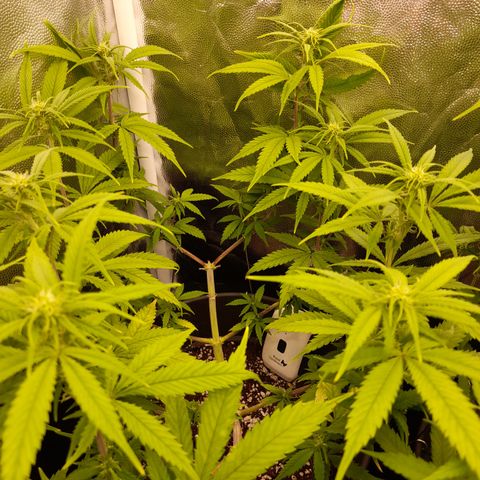 Pink Runtz  growlog timeline photo