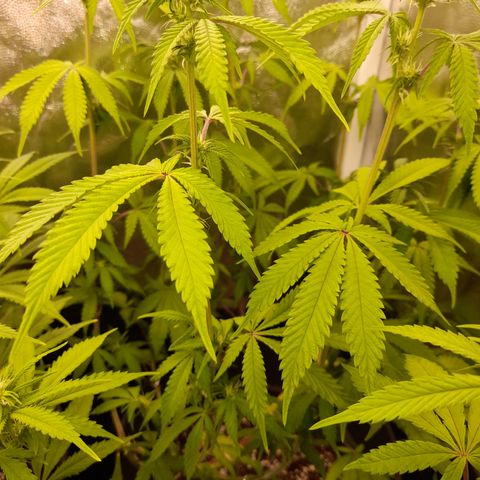Sherbet Queen  growlog timeline photo