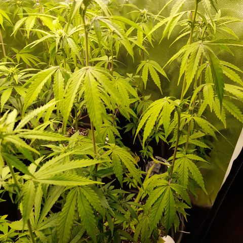Green Gelato  growlog timeline photo