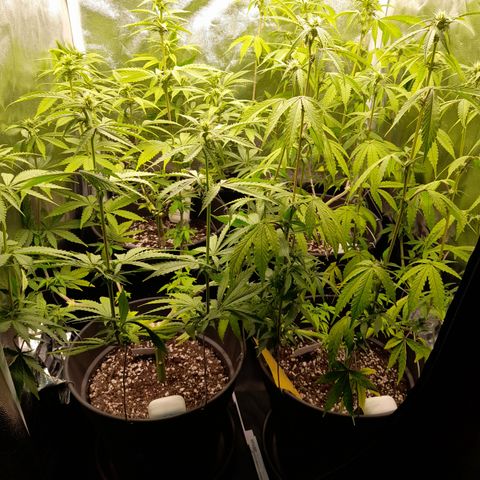 Fat Gorilla  growlog timeline photo