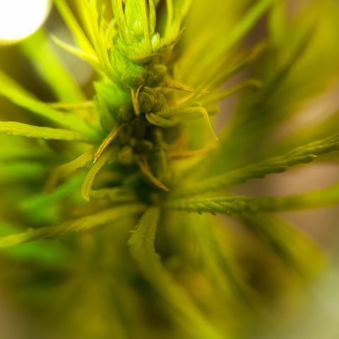 Royal Runtz  growlog timeline photo