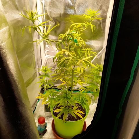 Royal Runtz  growlog timeline photo