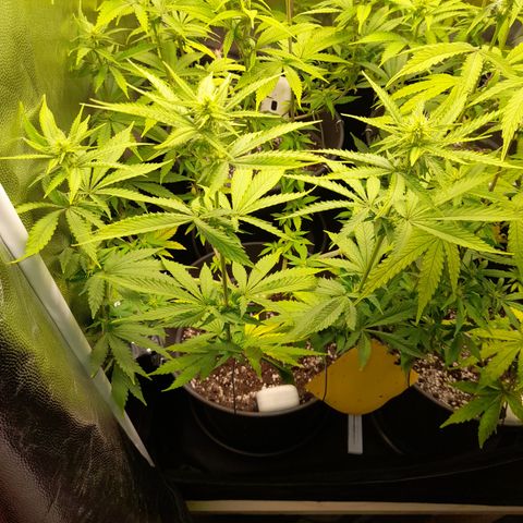 Fat Gorilla  growlog timeline photo