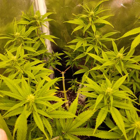 Pink Runtz  growlog timeline photo