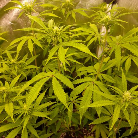 Sherbet Queen  growlog timeline photo