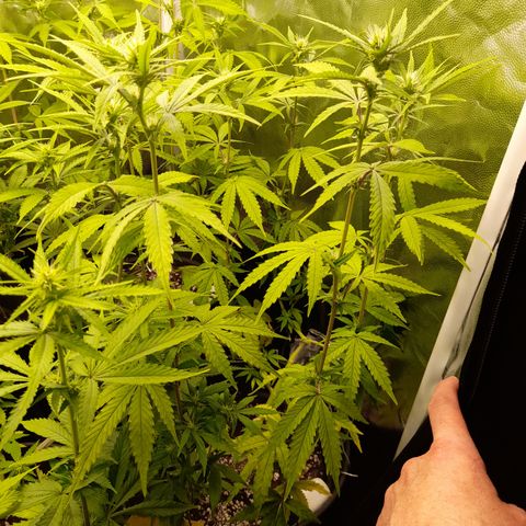 Green Gelato  growlog timeline photo
