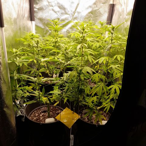 Fat Gorilla  growlog timeline photo