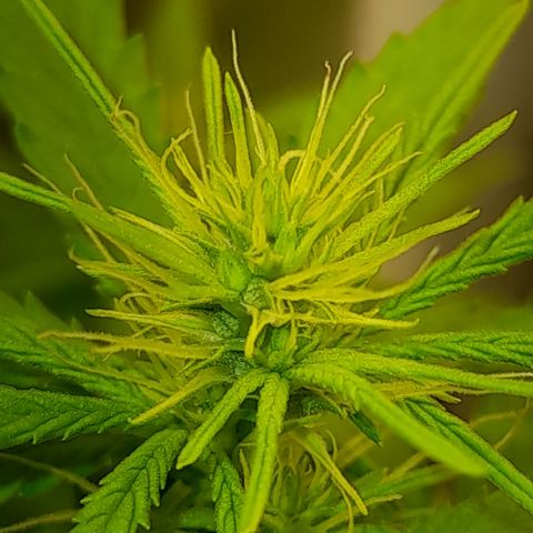 Royal Runtz  growlog timeline photo