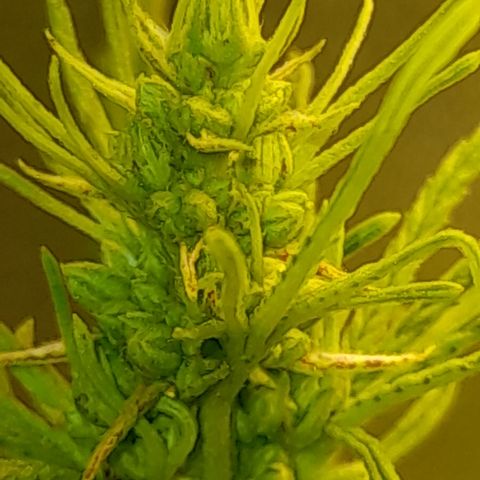 Royal Runtz  growlog timeline photo