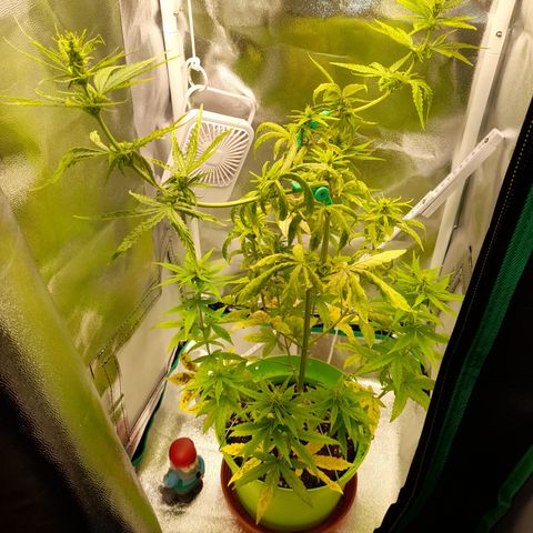 Royal Runtz  growlog timeline photo