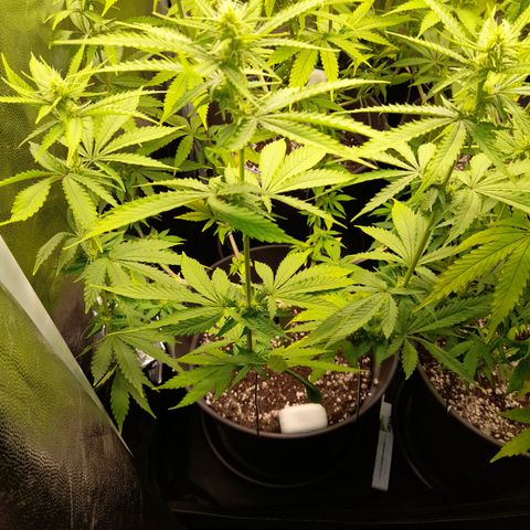 Fat Gorilla  growlog timeline photo