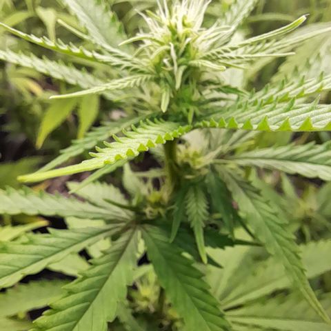 Fat Gorilla  growlog timeline photo
