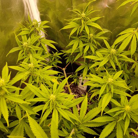 Pink Runtz  growlog timeline photo