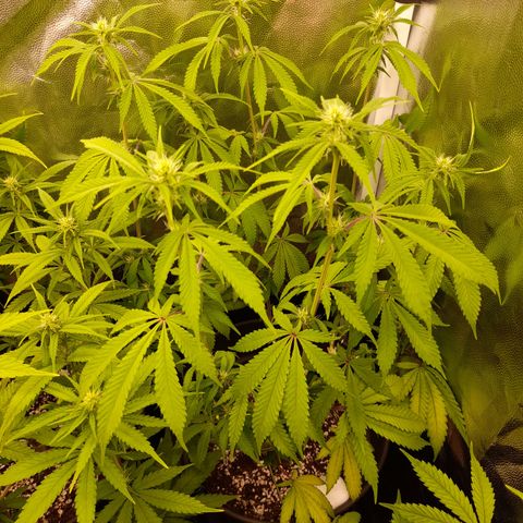 Sherbet Queen  growlog timeline photo