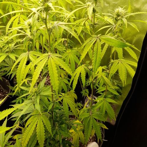 Green Gelato  growlog timeline photo