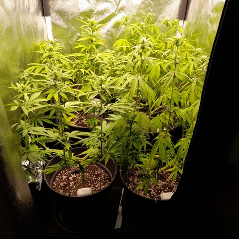 Fat Gorilla  growlog timeline photo
