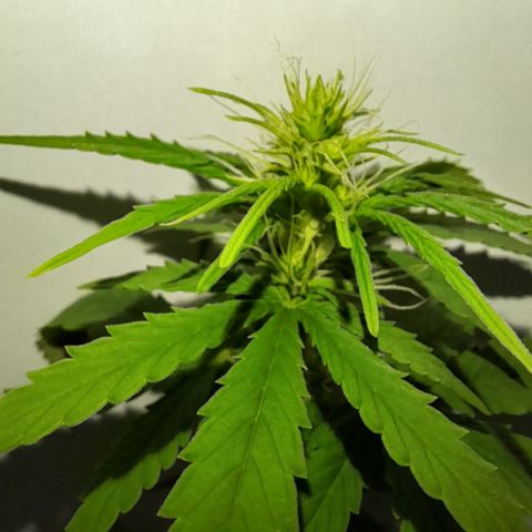 Royal Runtz  growlog timeline photo