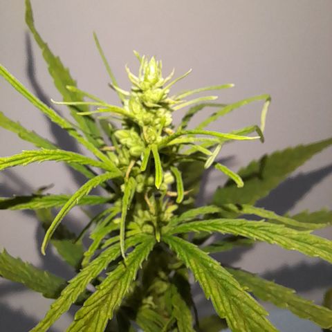 Royal Runtz  growlog timeline photo