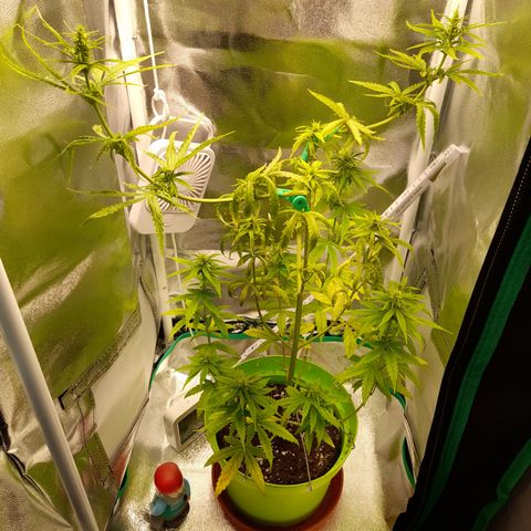 Royal Runtz  growlog timeline photo