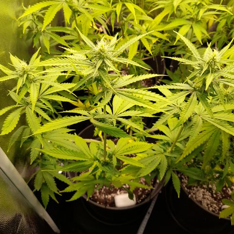 Fat Gorilla  growlog timeline photo