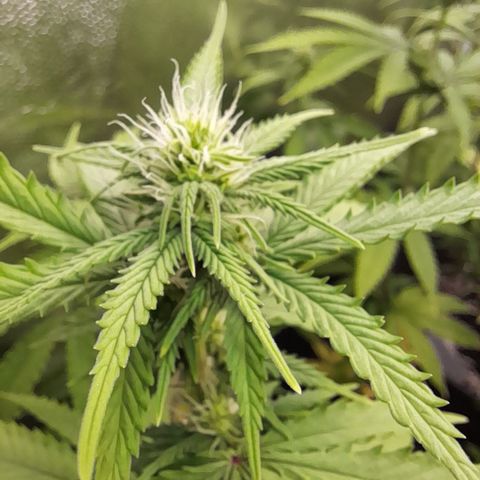 Fat Gorilla  growlog timeline photo