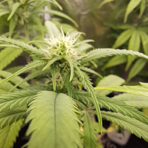 Pink Runtz  growlog timeline photo