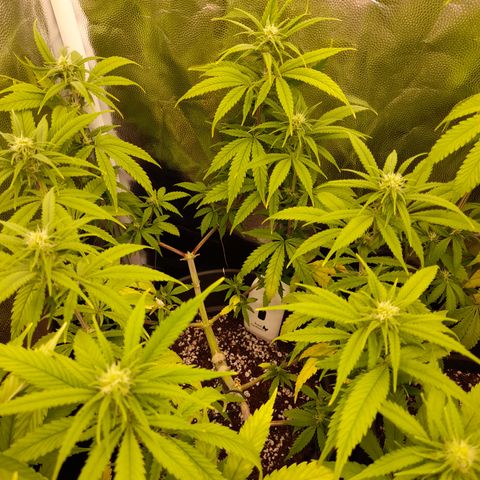 Pink Runtz  growlog timeline photo