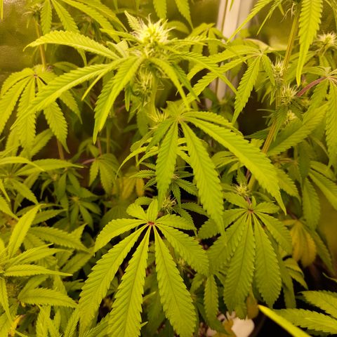 Sherbet Queen  growlog timeline photo