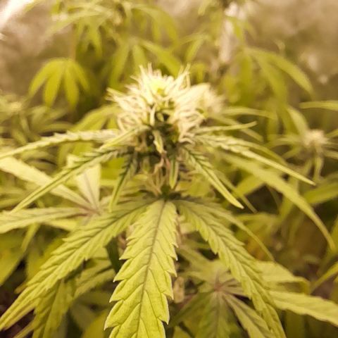 Green Gelato  growlog timeline photo