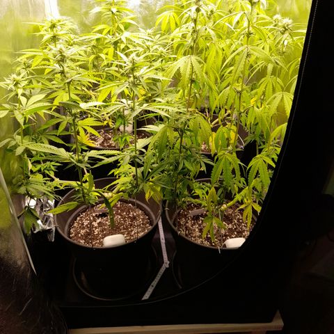 Fat Gorilla  growlog timeline photo